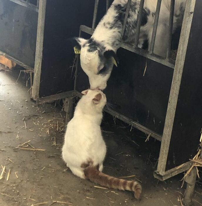 Animales que demuestran su amor dando abrazos