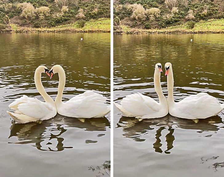 Animales que demuestran su amor dando abrazos