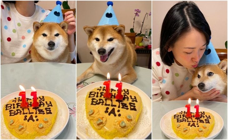 Cheems, puppy of memes; the birthday of the puppy Cheems
