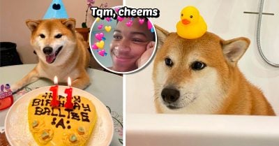 ¡Estamos de fiesta! Chems, el perrito de los memes, acaba de cumplir 11 años