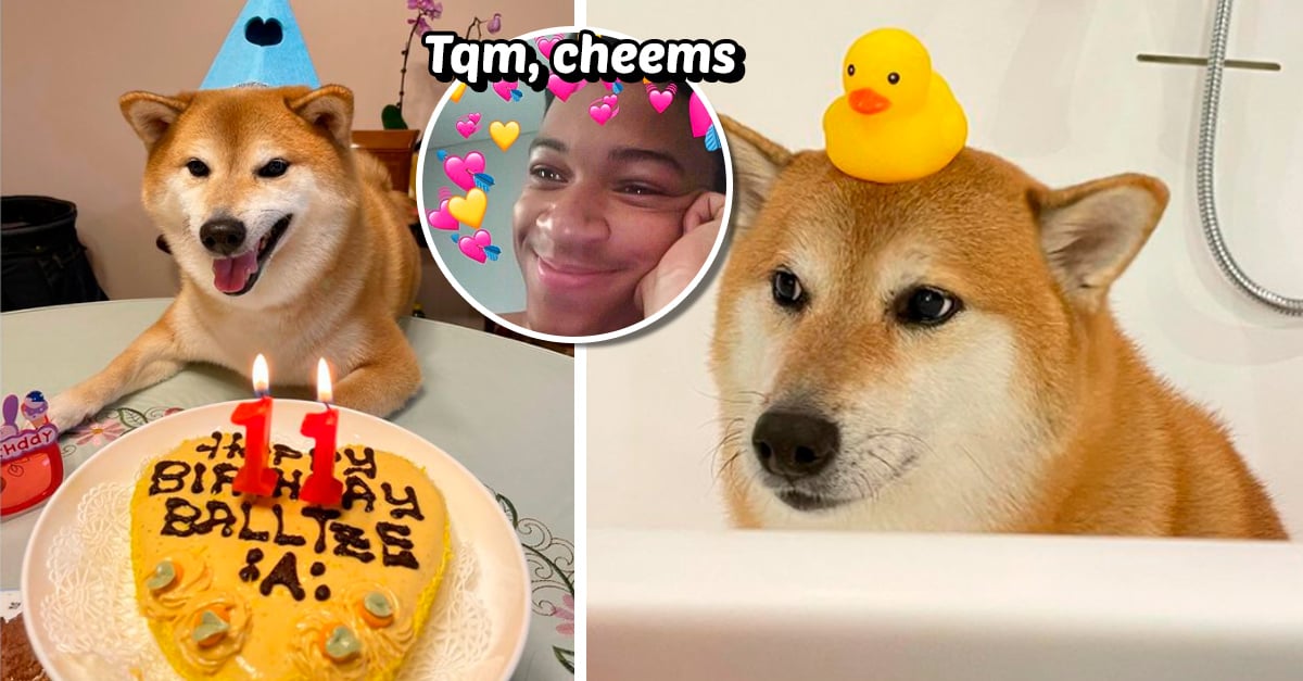 Cheems, the doggie of memes, just turned 11