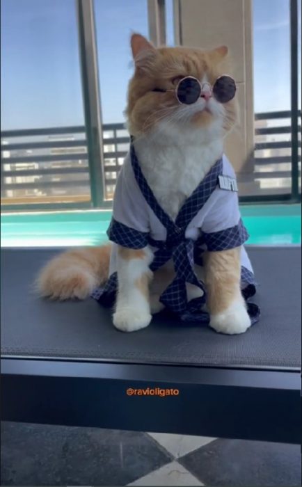 Ravioli el gato que subió a un avión vestido de piloto