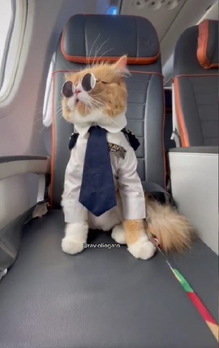Ravioli el famoso gato vestido de piloto aviador 