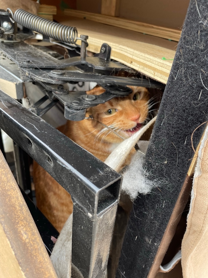 Cat hiding at the bottom of a sofa