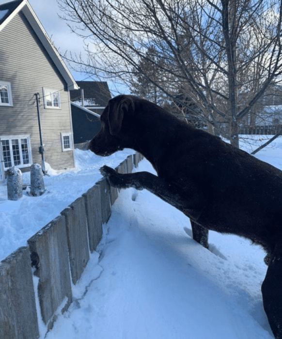 People, animals and things that are confused with the environment 