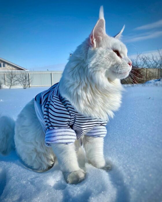 Kefir the cat in Russia that measures 1.5 meters and weighs more than 12 kilos