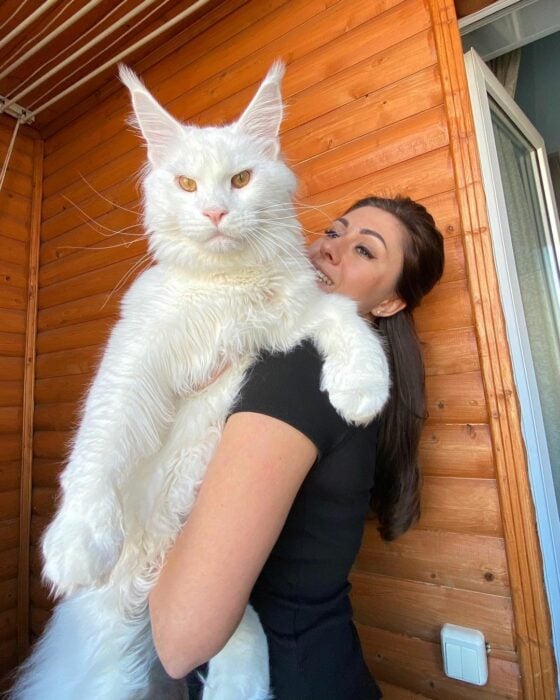 Yulia con Kefir el gato que pesa más de 12 kilos 