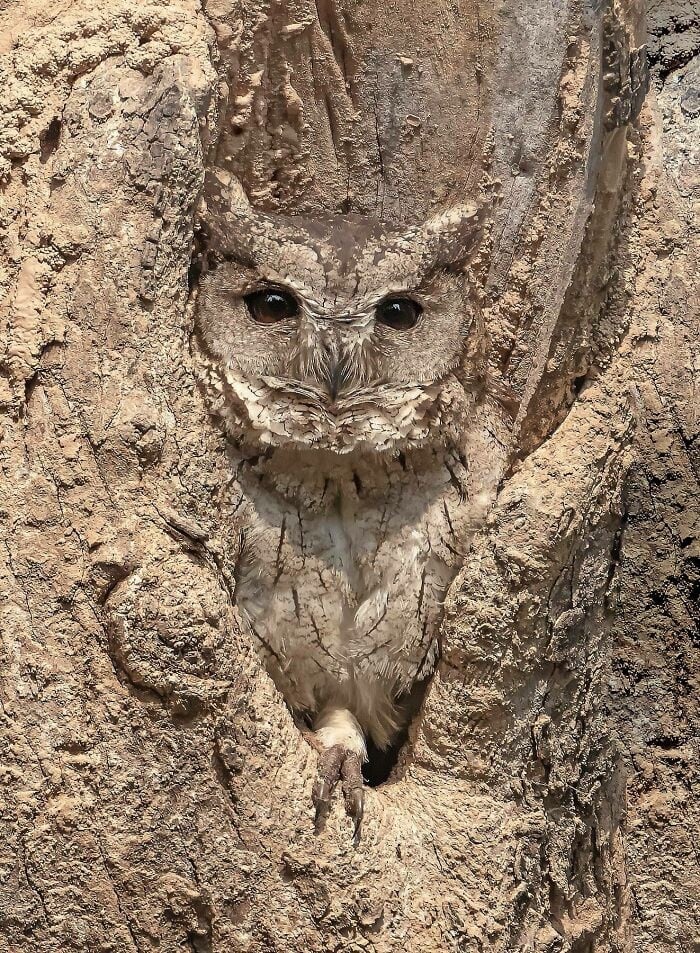 People, animals, and things that blended in nicely with their surroundings 