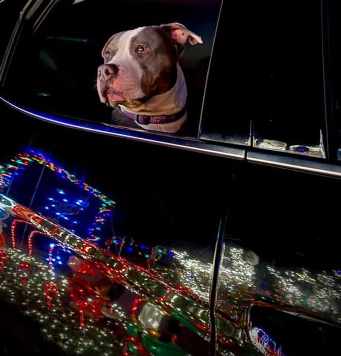 Perro de paseo ;Personas que nos recuerdan que el mundo está lleno de bondad