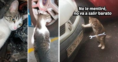 Gatito es rescatado y ahora “trabaja” como mecánico en el taller de su dueño