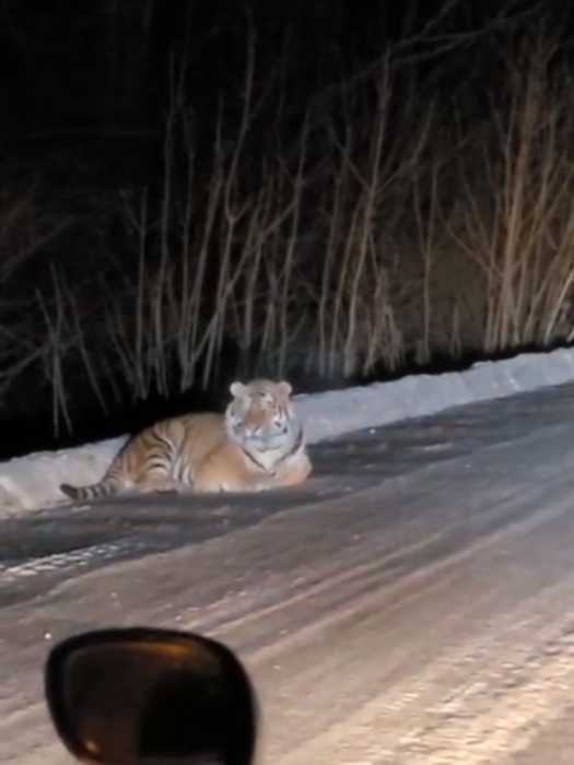 tigre en el camino en rusia