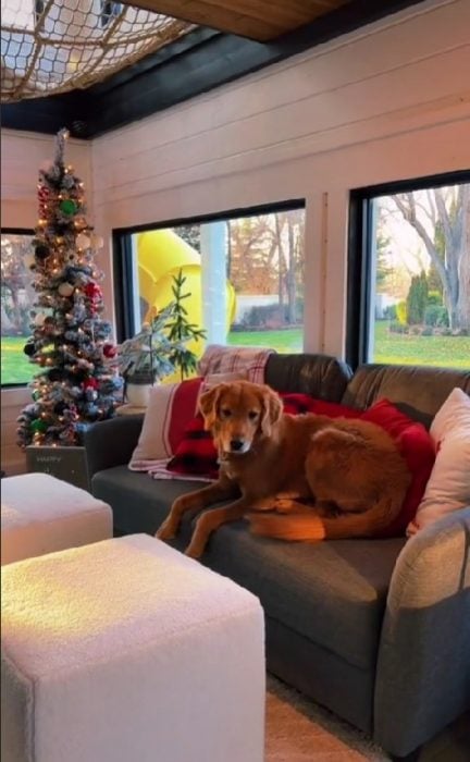 perro Golden Retriever acostado sobre un sofá en una mansión que le regalo su dueña 