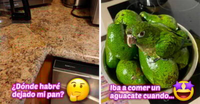 15 Imágenes de animales, personas y cosas que se camuflaron muy bien con su entorno