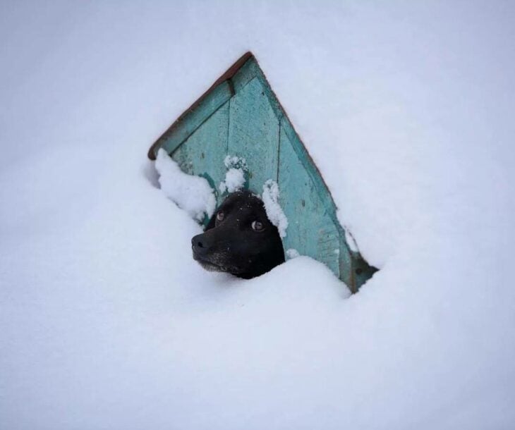 perrito atrapado en la nieve