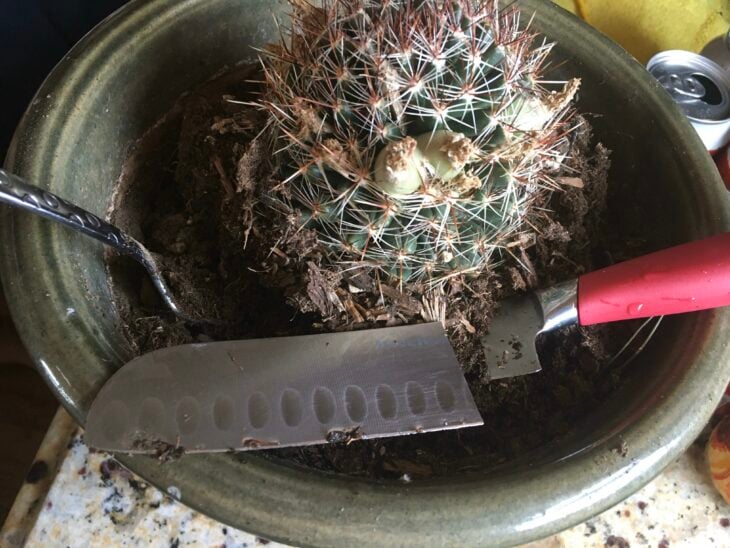 cuchillo de cocina sobre una maceta de un cactus en el jardín 