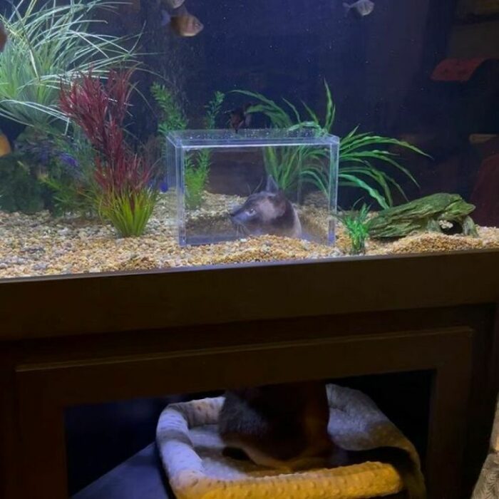 photo of a cat with its head inside a bucket inside a fish tank full of fish 