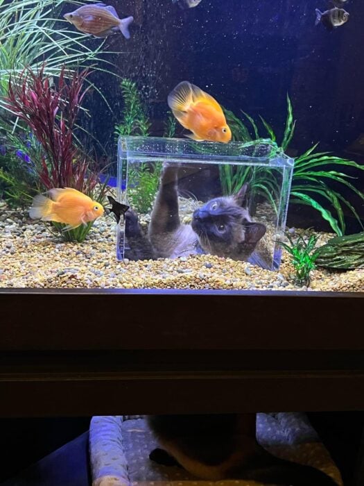 imagen de un gato dentro de un cubo dentro de la pecera jugando con los peces 