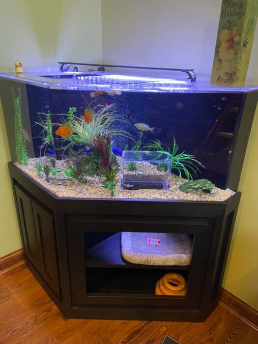 photo of a fish tank with a window so the cats can stick their heads out 