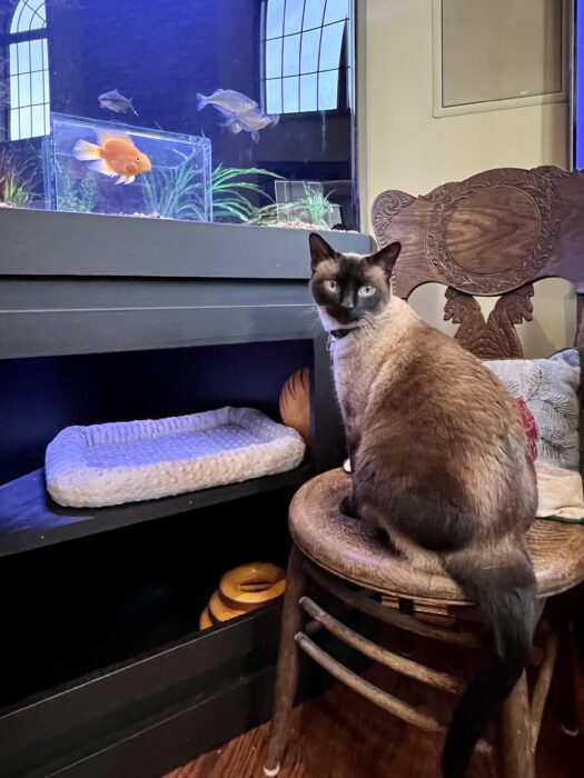 foto de un gato sobre una silla frente a una pecera 