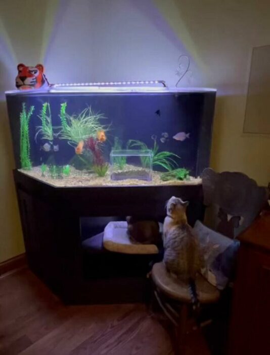 image of two cats looking at a large fish tank 