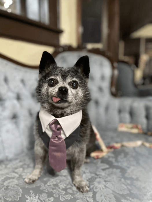 perrito con traje sentado sobre un sillón 