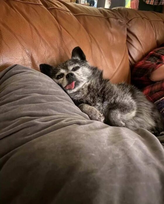 perrito acostado en un sillón 