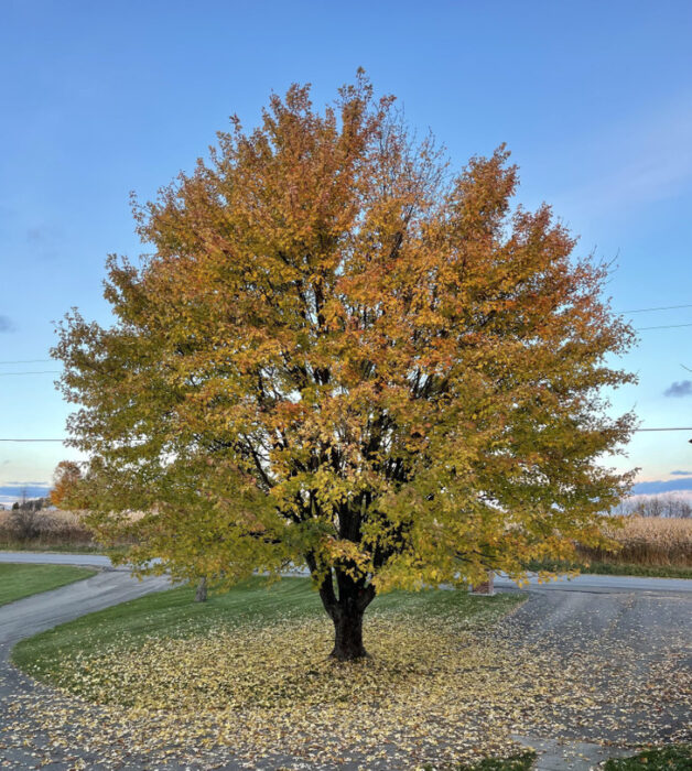 árbol frondoso ;Fotografías que comprueban el amor de mamá