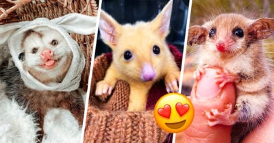 25 Adorables fotografías de zarigüeyas tan tiernas que desearás adoptar una