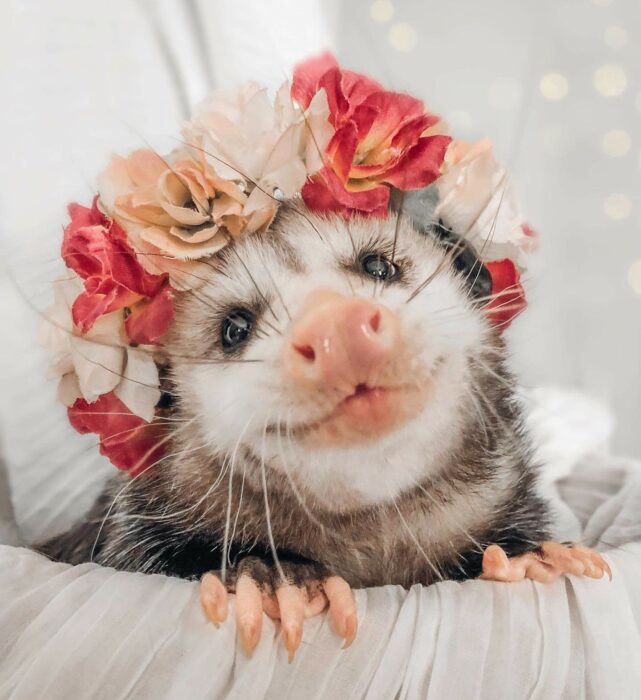 zarigüeya con una corona de flores sobre su cabeza