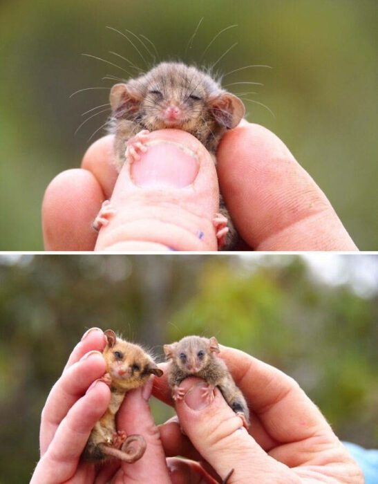 fotos de una mano cargando a dos zarigüeyas bebés 