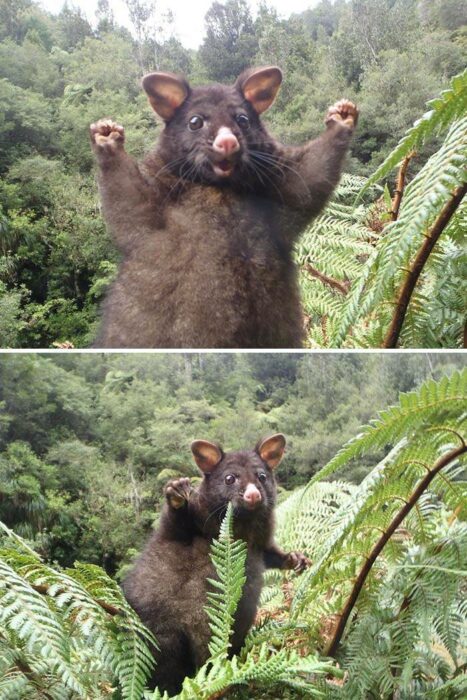 photograph of an opossum on a branch with its arms open and smiling 