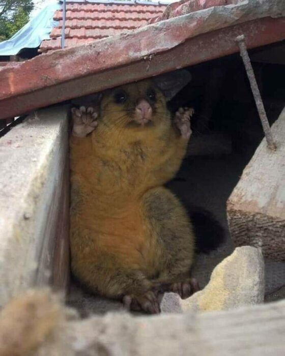 possum inside a hole