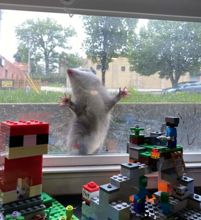 opossum behind a window looking at some toys inside 