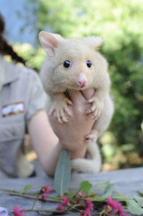 golden opossum on girl's hand 