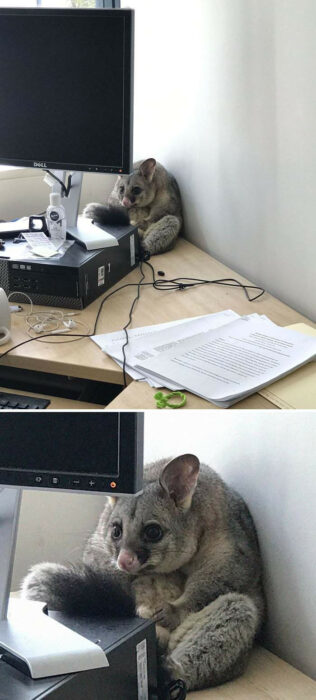 fotografía de una zarigüeya escondida detrás del monitor en un escritorio