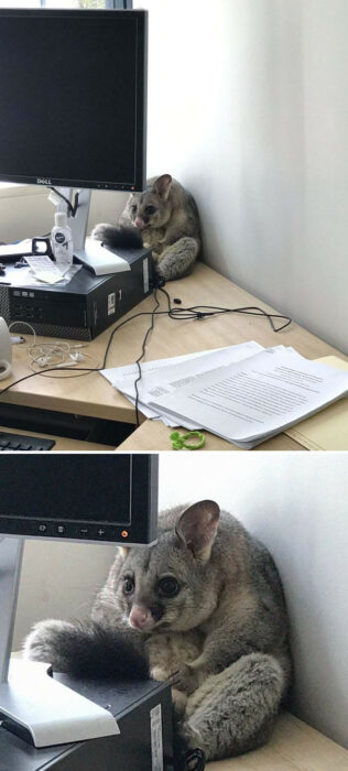 photograph of a possum hiding behind the monitor on a desk