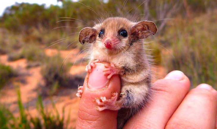 a small opossum hugging a person's finger 