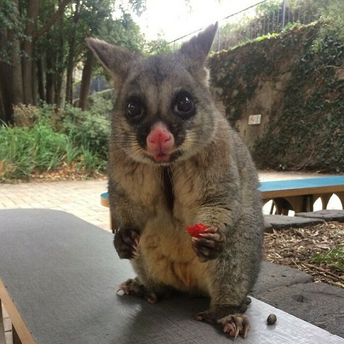 opossum in the yard of a house with a piece of strawberry in hand 