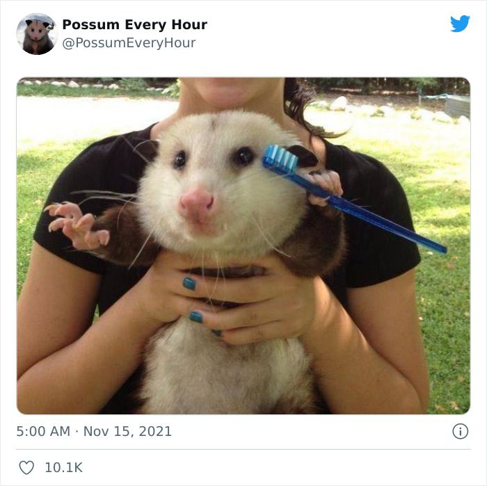 woman carrying possum with toothbrush in paws 