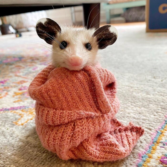 small opossum wrapped in a blanket on the ground 