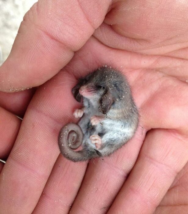 a mini opossum sleeping on the palm of a person's hand 