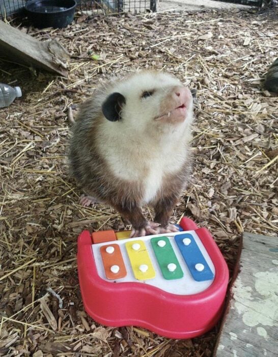 opossum with a musical toy 