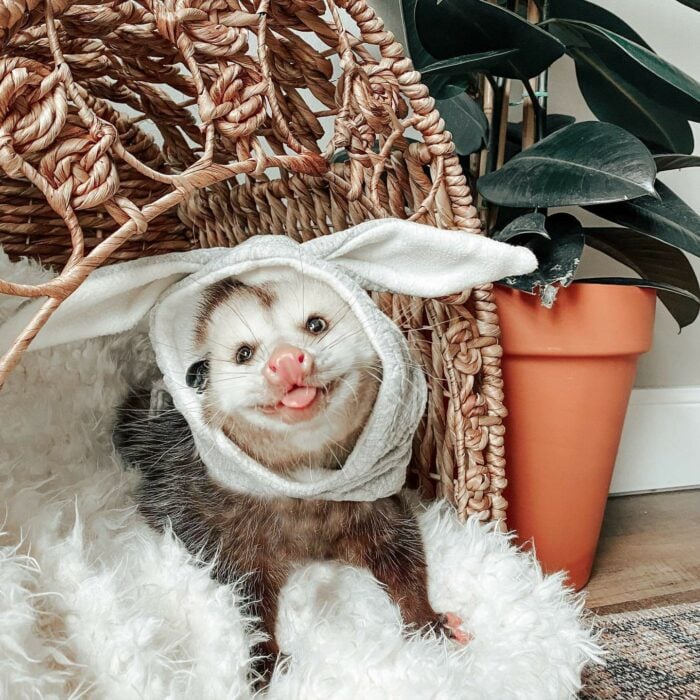 imagen de una zarigüeya con un gorro con ojos de conejo