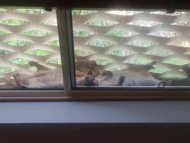 two opossums asleep outside a window 