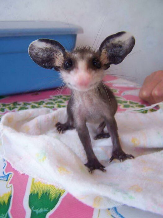 imagen de una pequeña zarigüeya con una sonrisa en su cara 