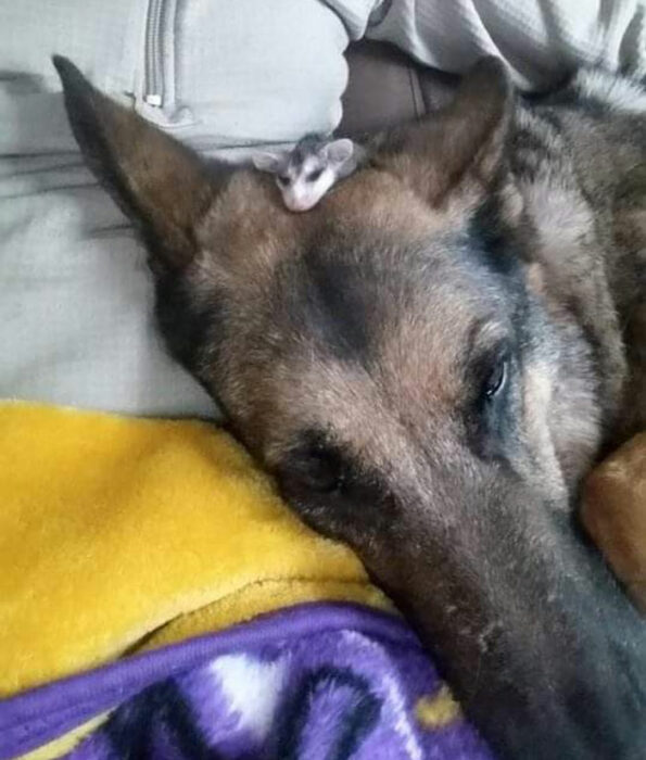 a little opossum asleep on a german shepherd dog's head 