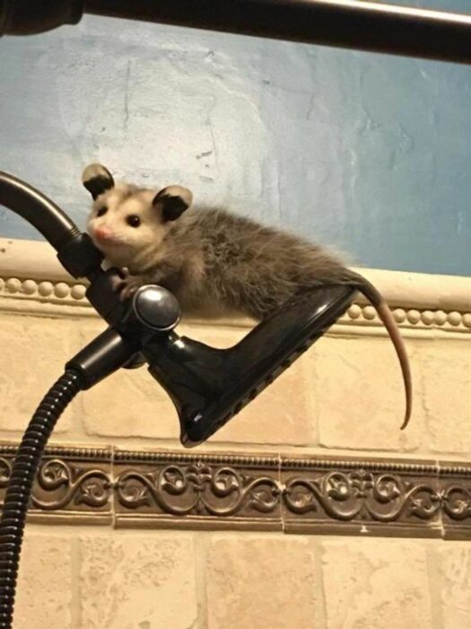 a possum on a shower in the bathroom of a house 