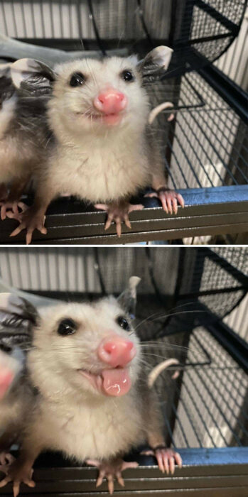 a possum on a cart sticking out its tongue 