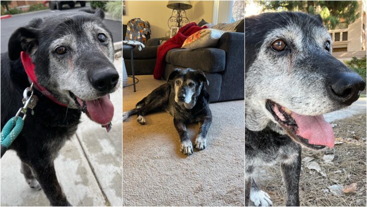 perro viejo; Hombre llevó a su casa un perro anciano de 16 años para que viviera feliz