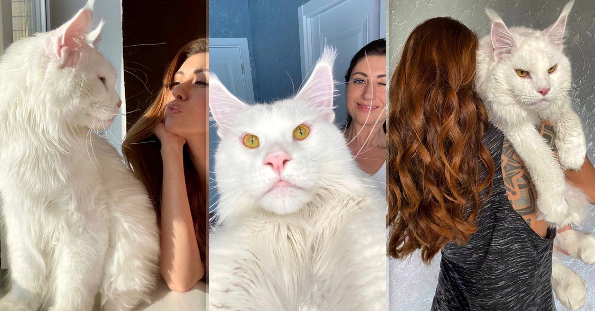 El gato de 12 kilos que todo el mundo confunde con un perro